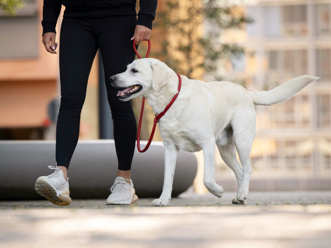 Retriever - Leine Rot