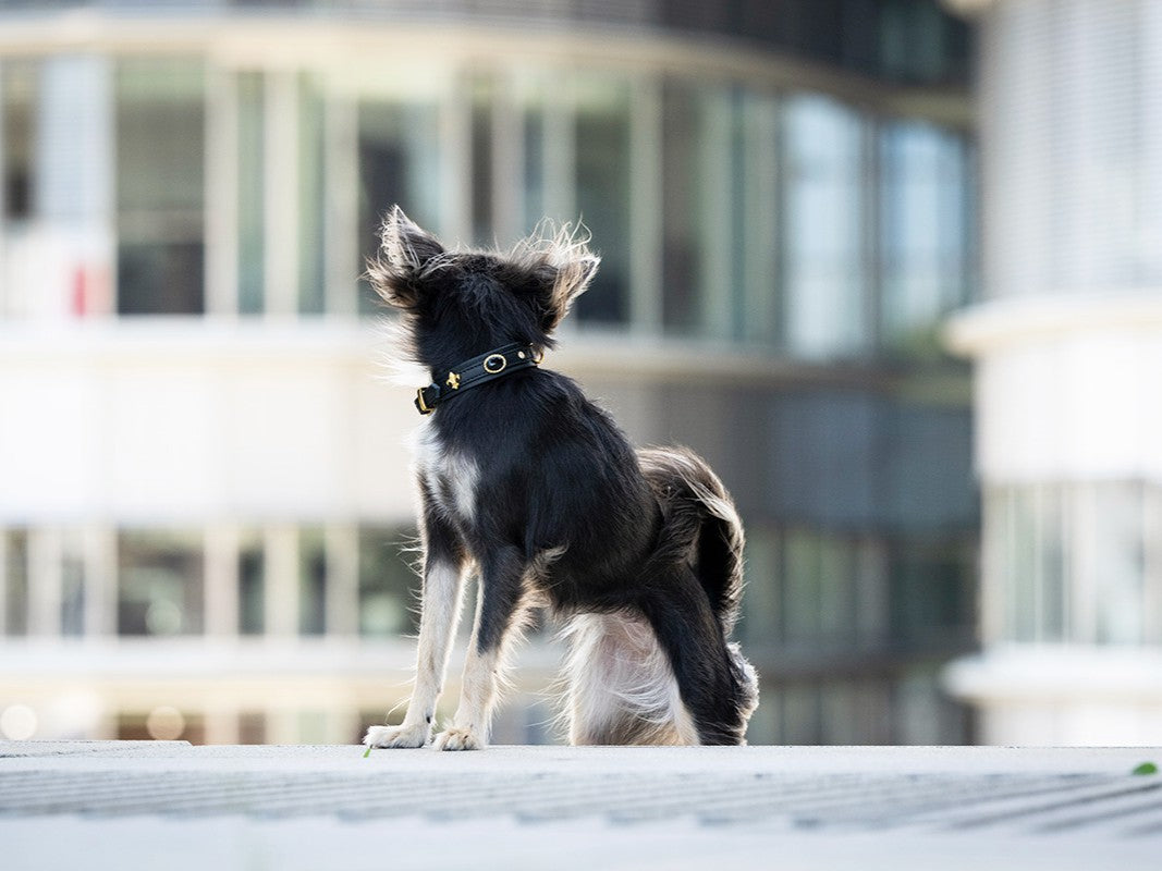 Halsband Mini Dark Diamond