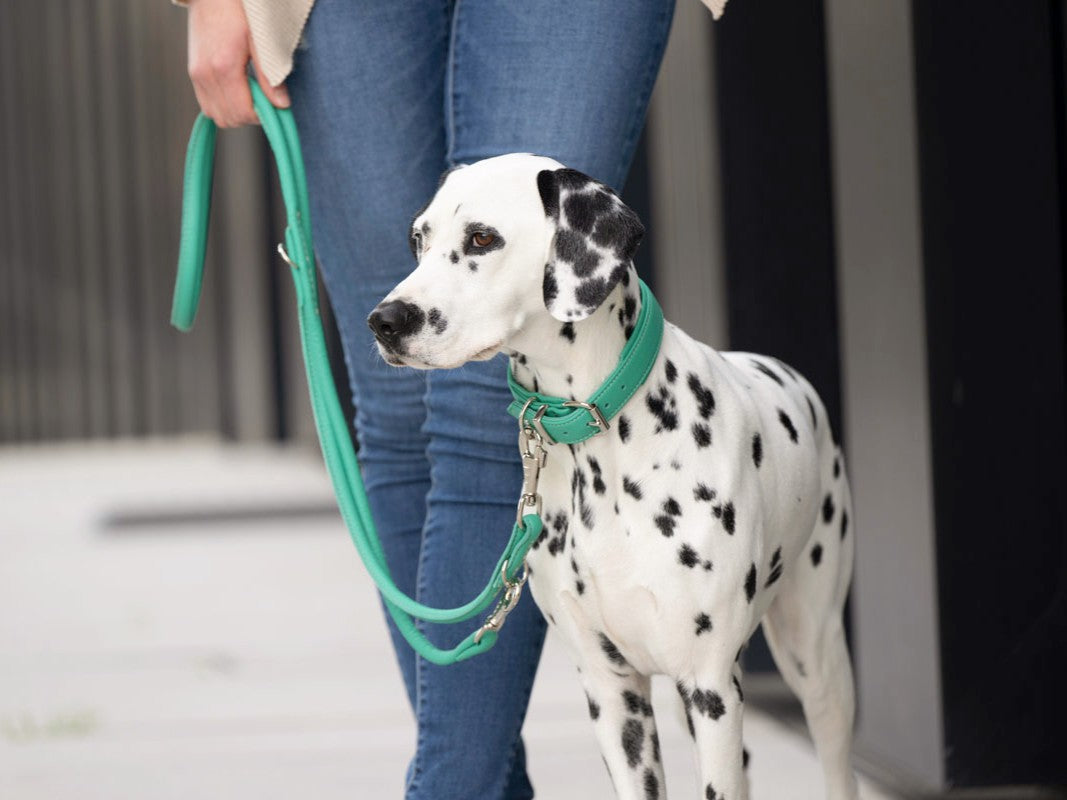 Halsband Klassik Soft Holi Color