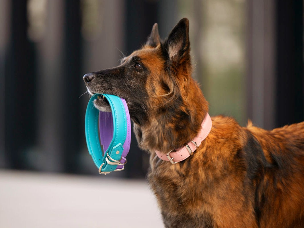 Halsband Klassik Soft Holi Color