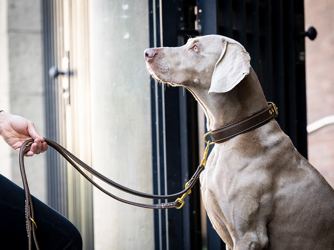 Halsband Klassik Old English