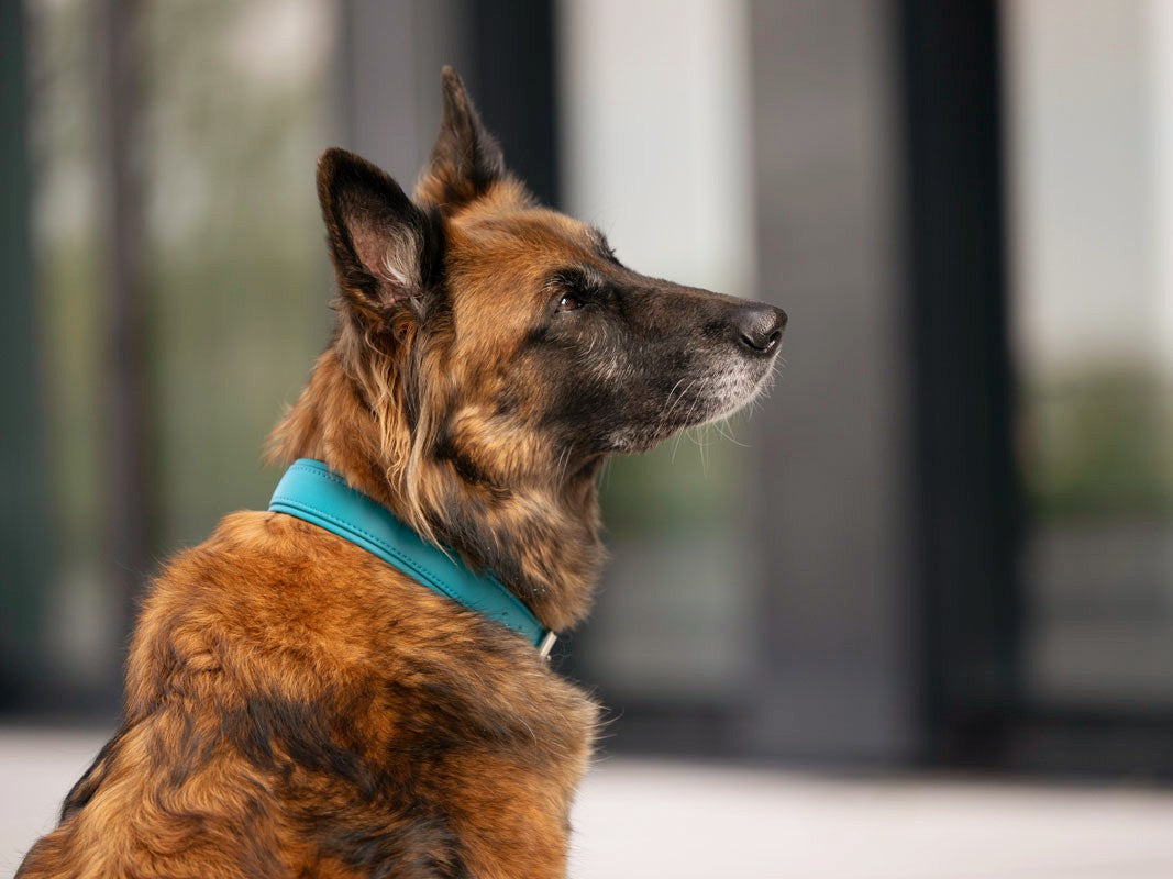 Halsband Klassik Soft Holi Color