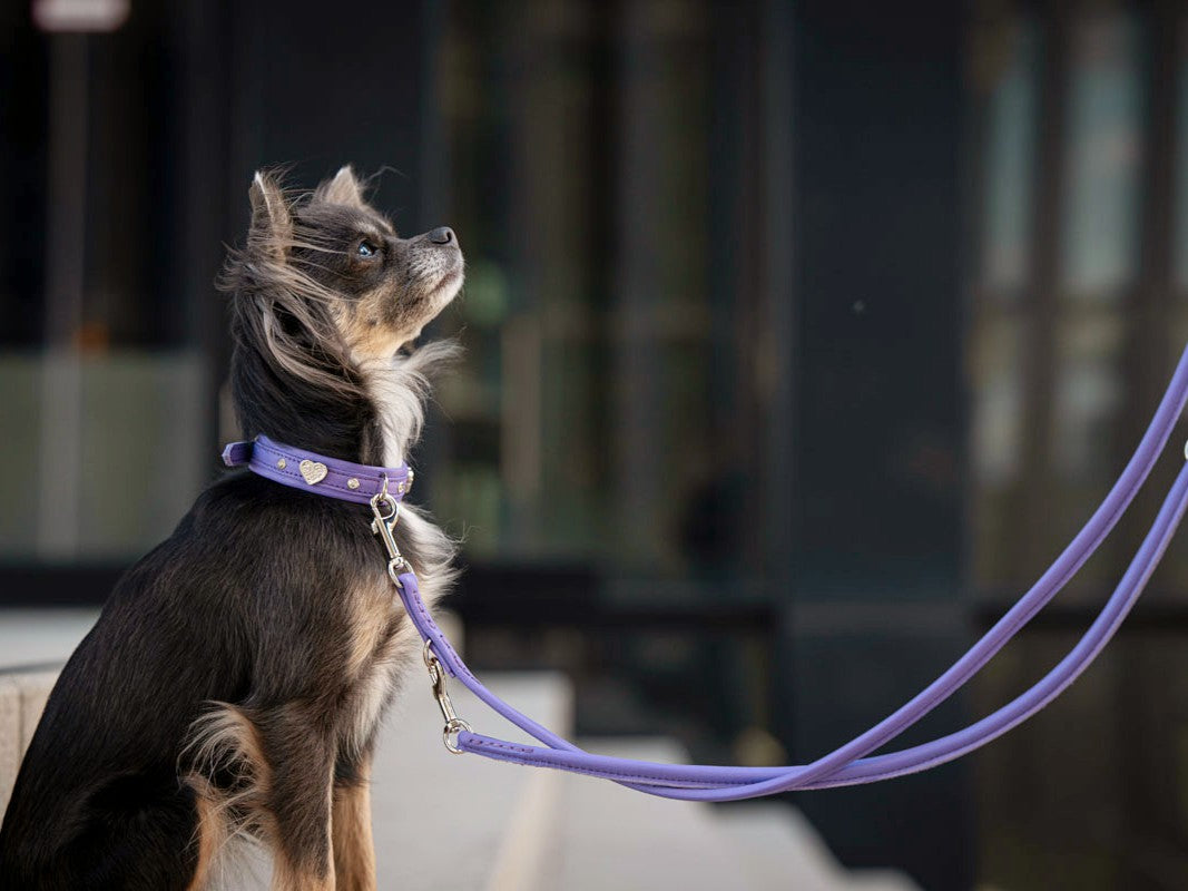 Lederleine Rundgenäht Holi Color