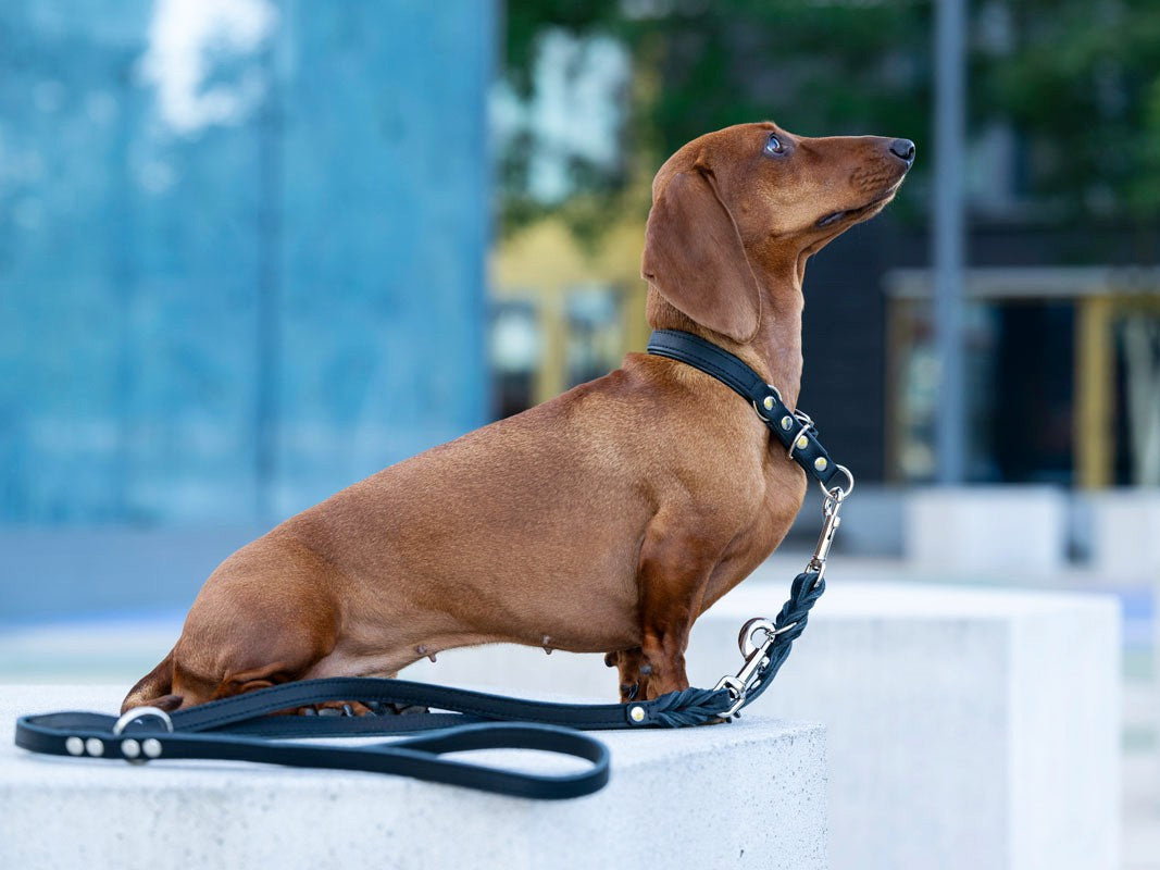 Lederleine Klassik Premium 2m Silber