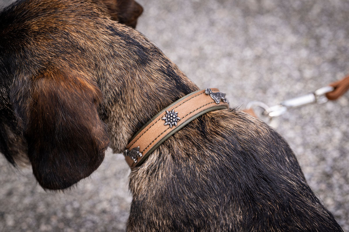 Halsband Klassik Premium Dackel