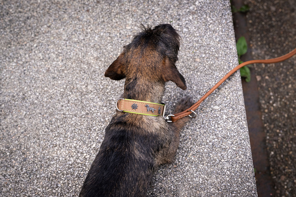Halsband Klassik Premium Dackel