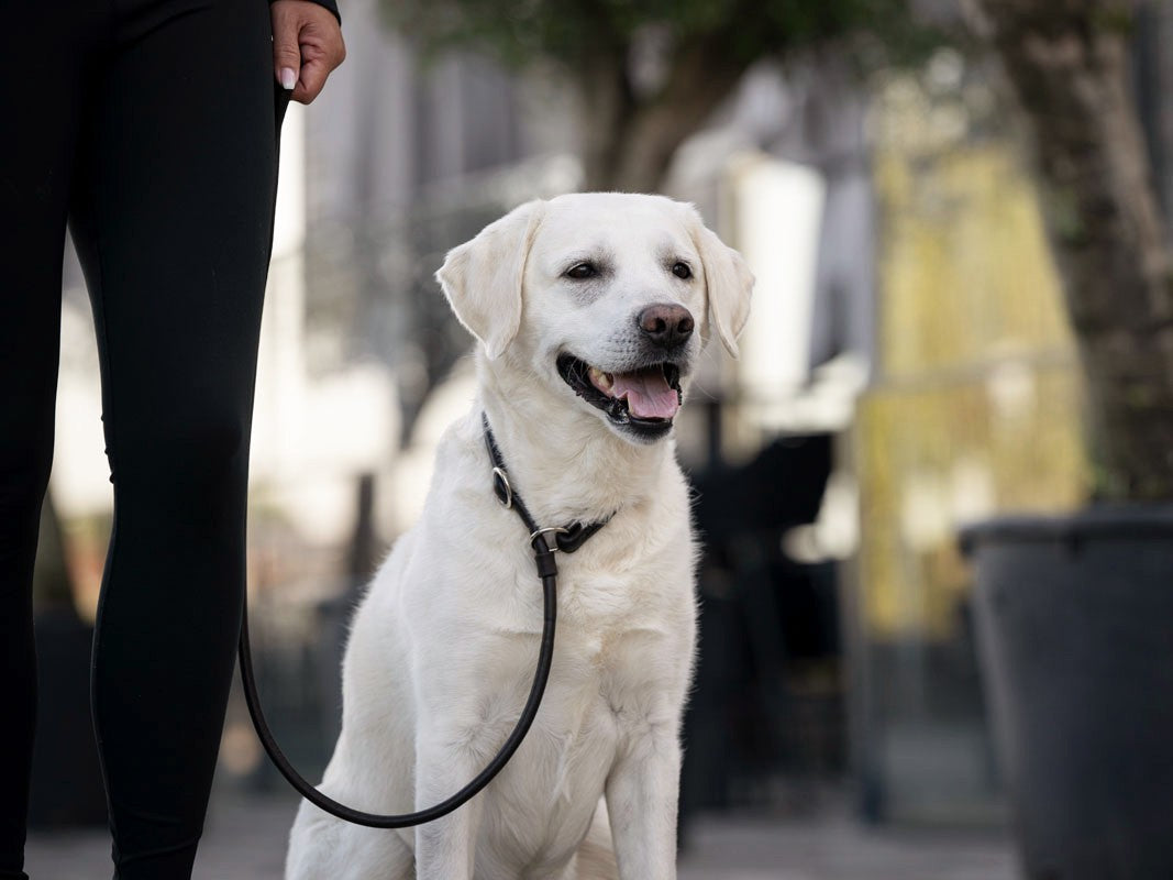 Retriever - Leine Dunkelbraun