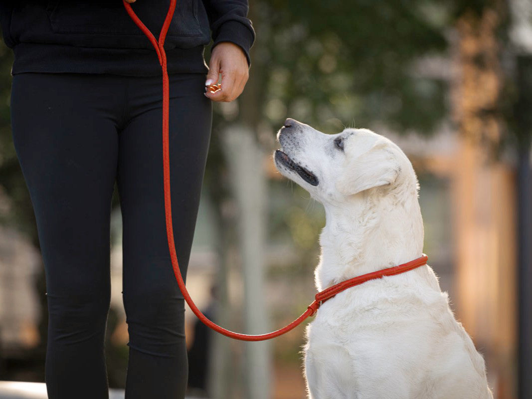 Retriever - Leine Orange