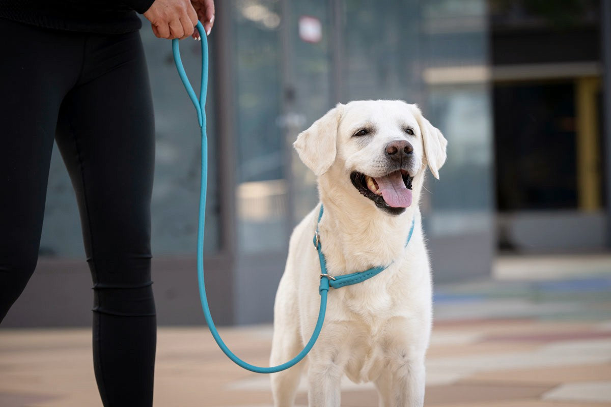 Retriever - Leine Petrol