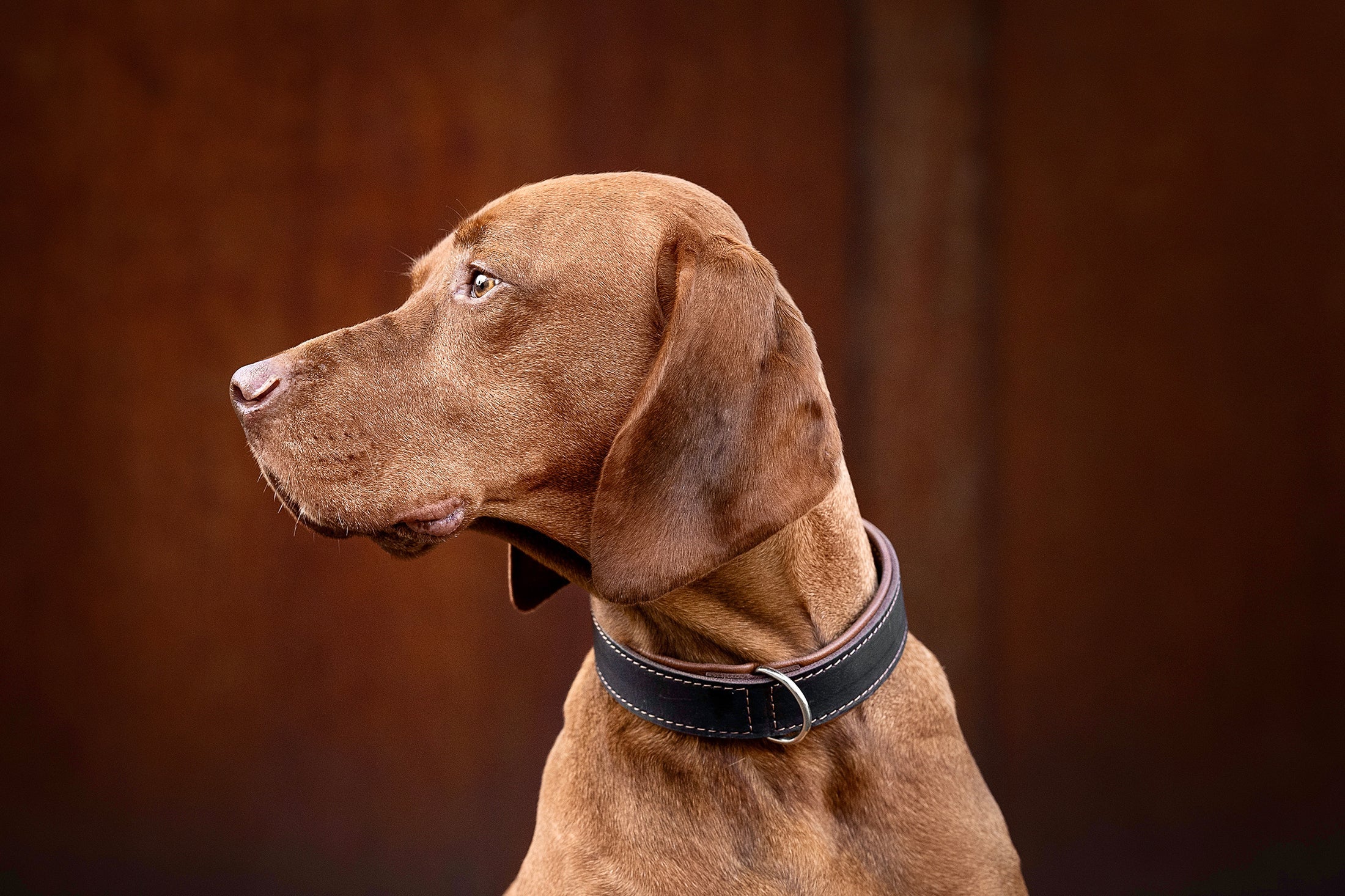 Halsband Klassik Premium Braun