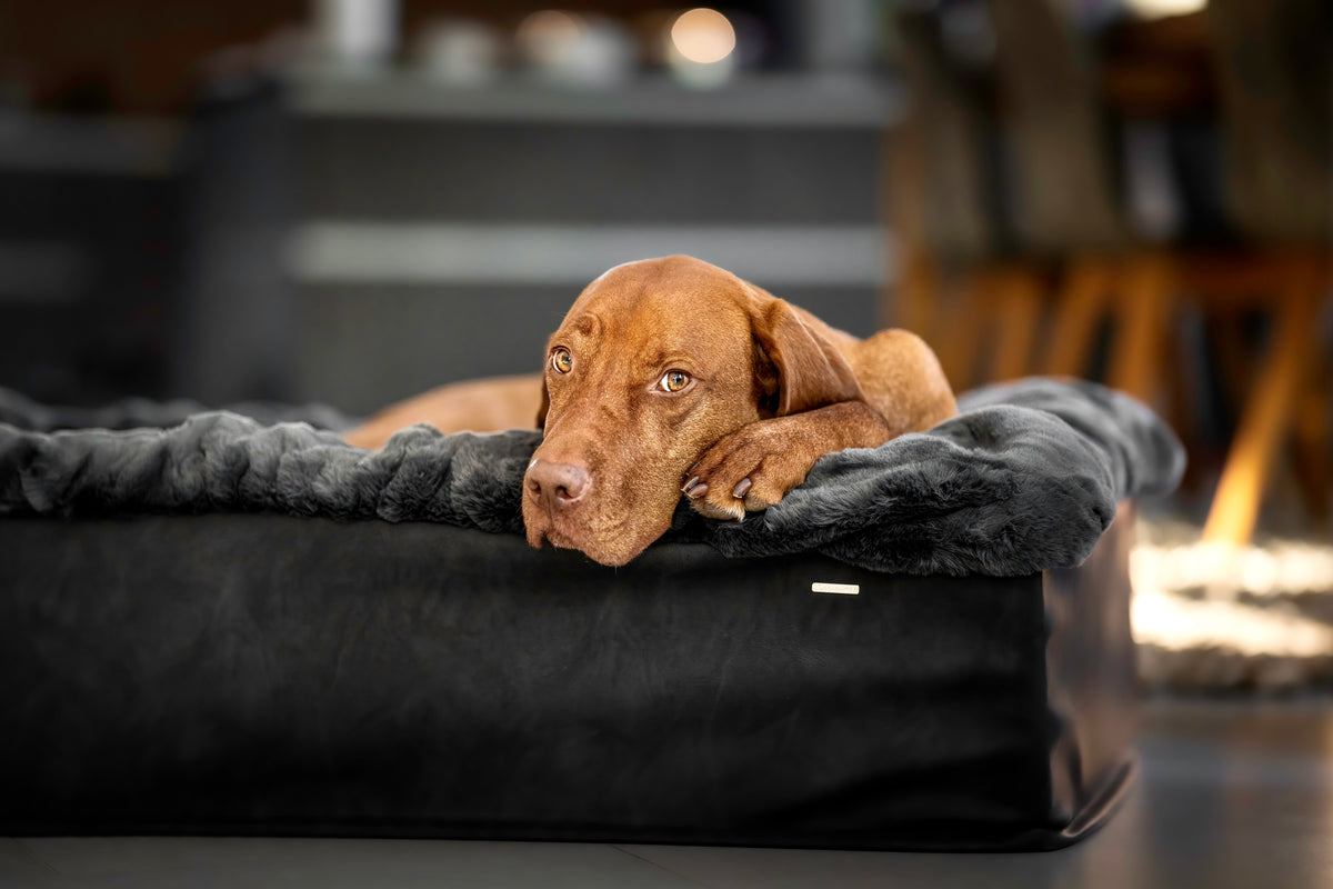 Hundebett Buddelbox Dunkelgrau