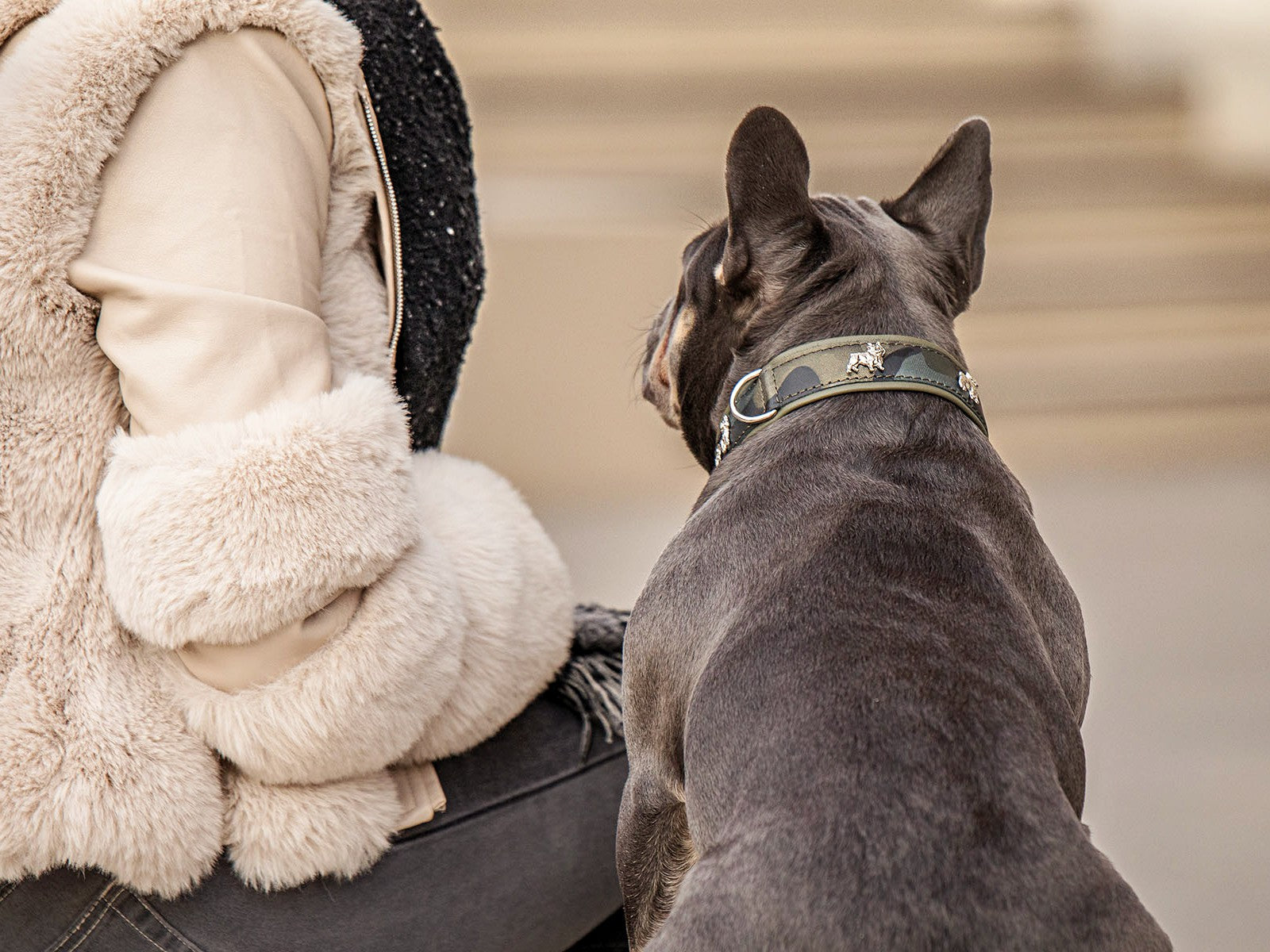Halsband Französische Bulldogge