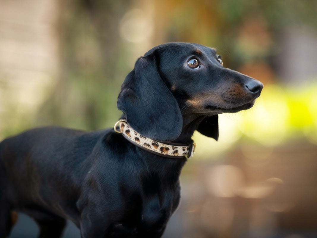 Halsband Mini Afrika