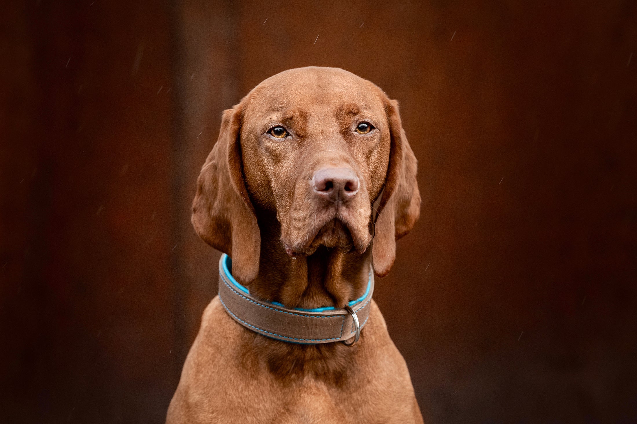 Halsband Klassik Premium Mokka