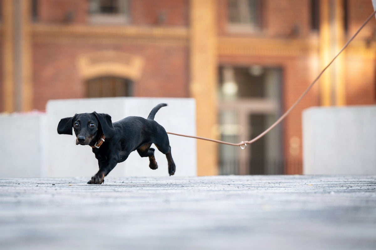 Lederleine Rundgenäht 3m Gold