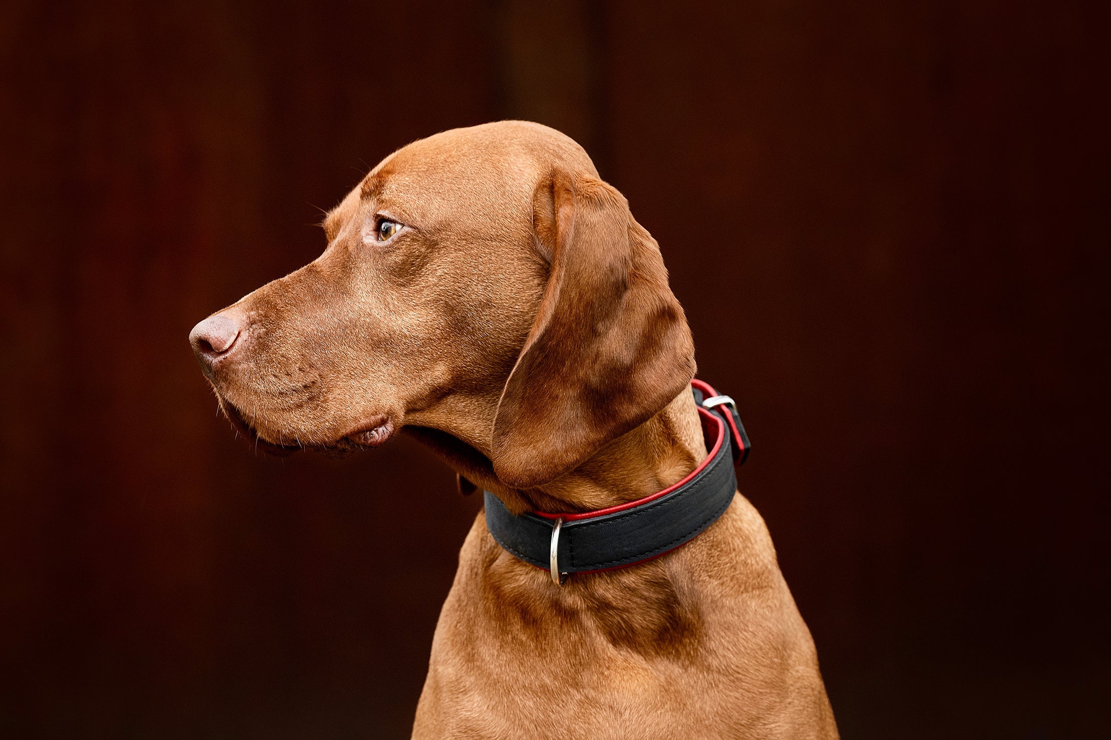 Halsband Klassik Premium Schwarz